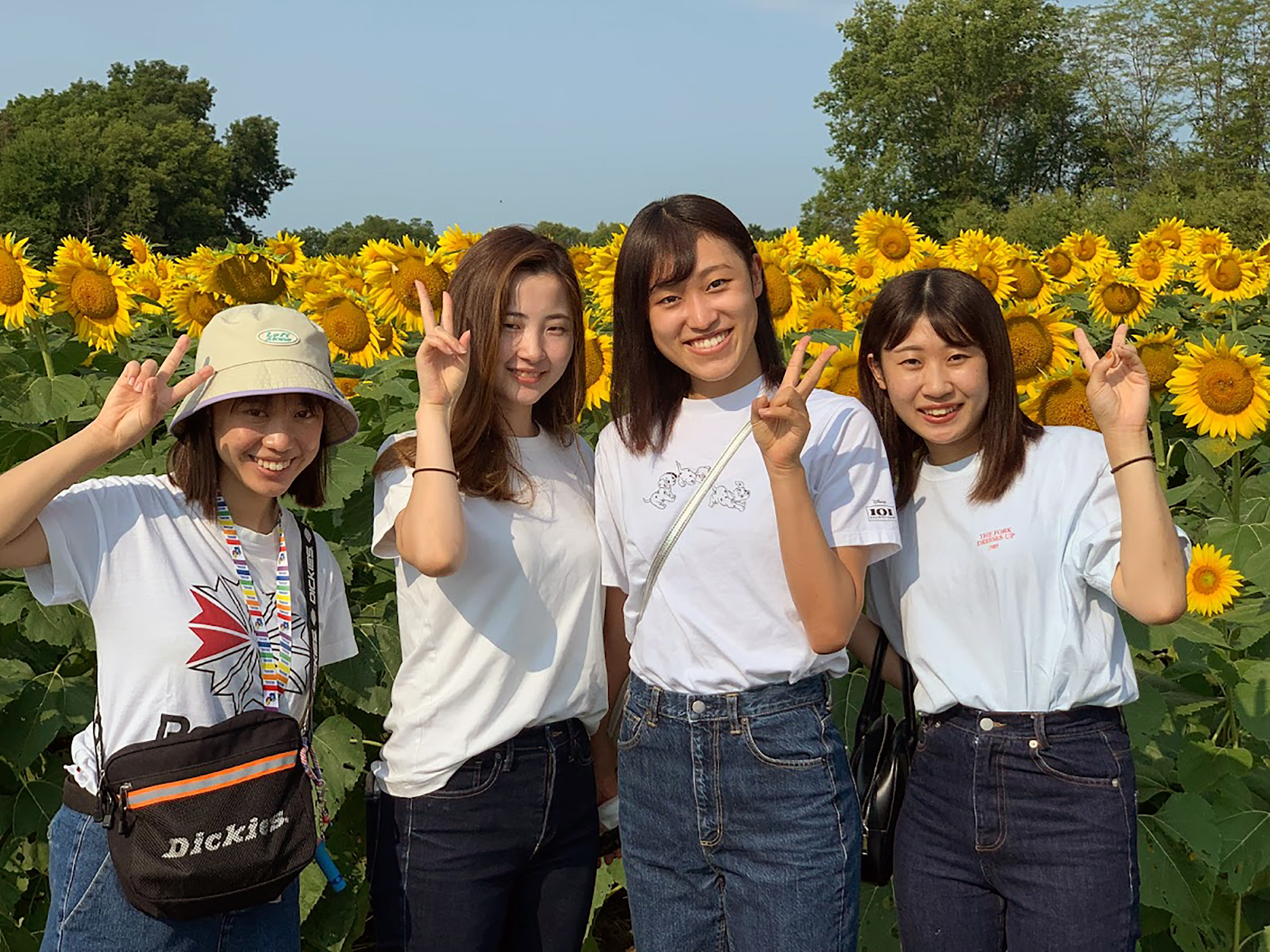 Kansai students in a sunflower field