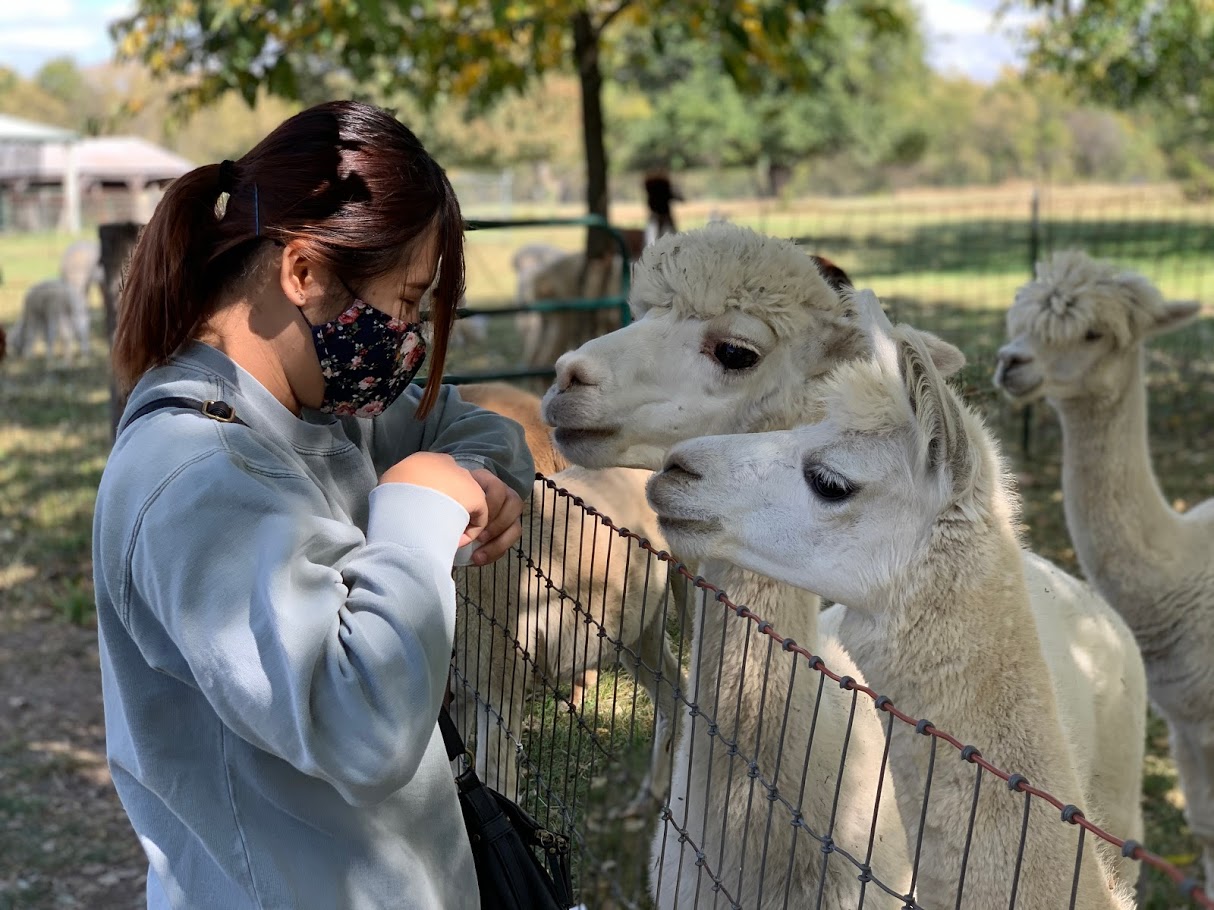 Japanese student with llamas on farm visit